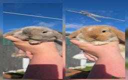 Mini Lop rabbits for sale: Two Mini Lop Bucks for Sale - Image 1