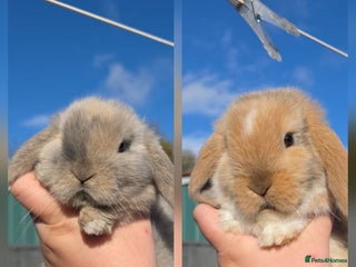 Mini Lop rabbits - Advert 25