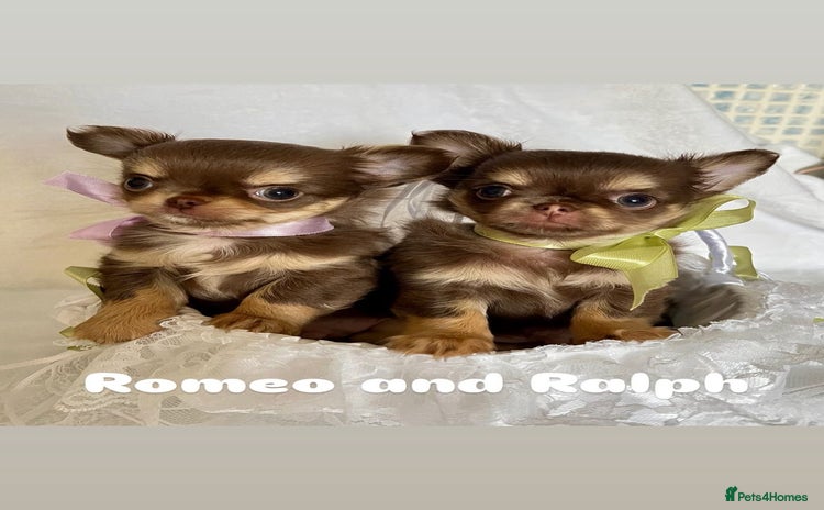 Chihuahua dogs - Advert 14