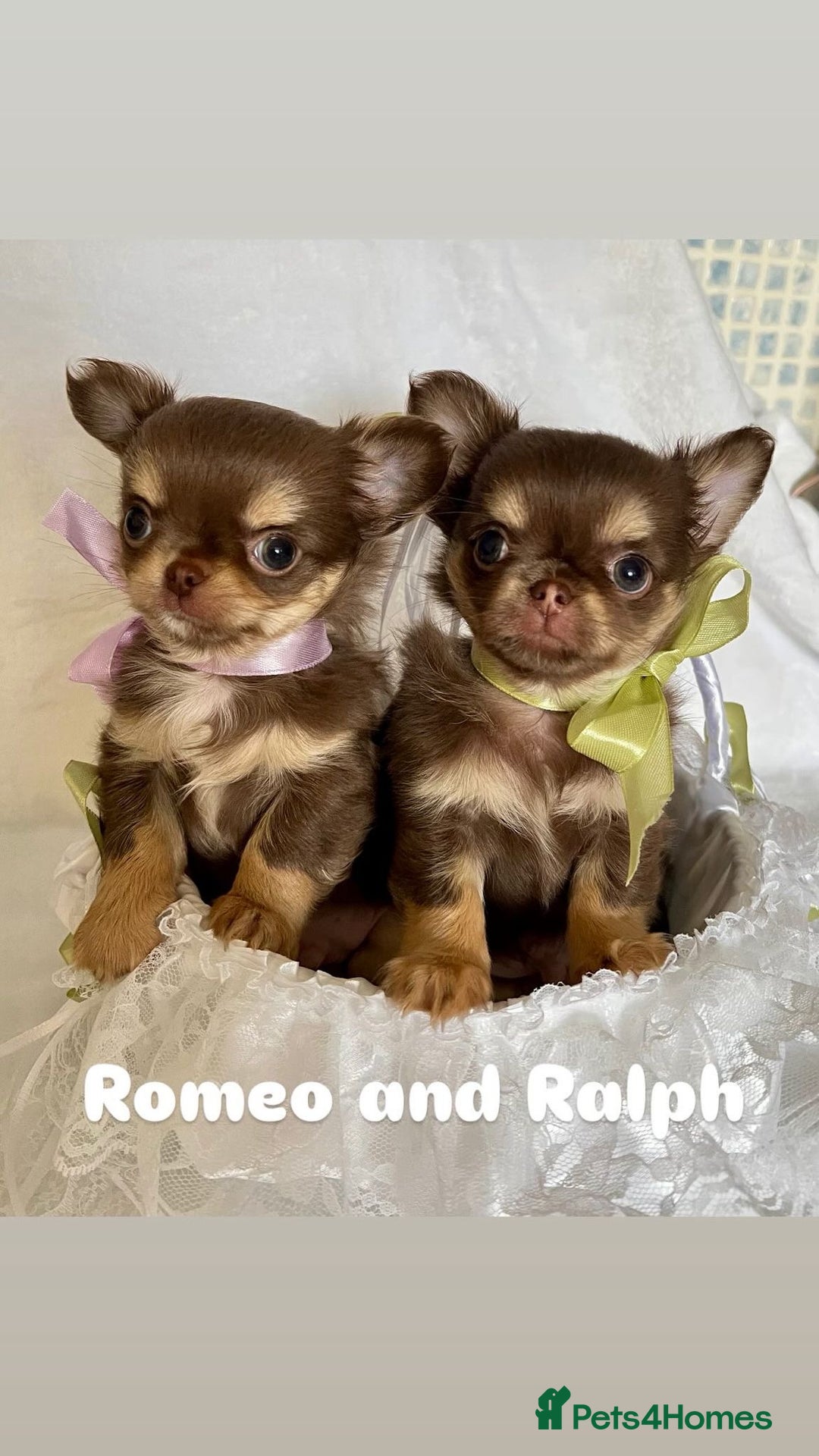 Chihuahua dogs for sale: Gorgeous chocolate Russian lines boy - Image 3