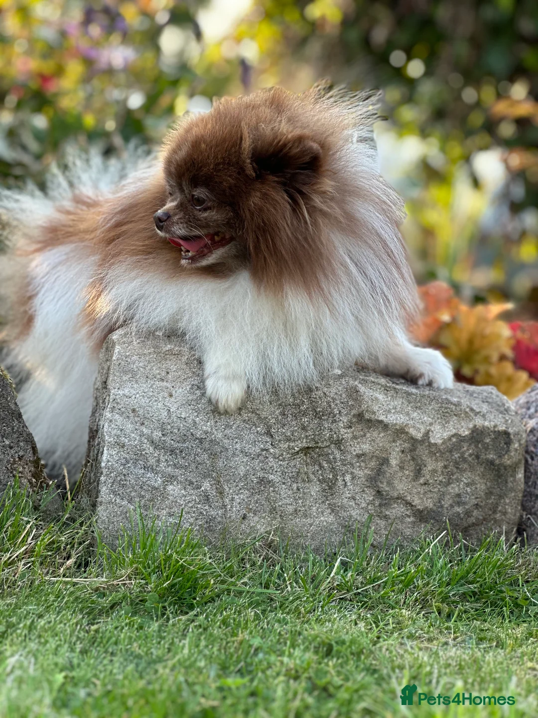 Pomeranian dogs for stud: Short and compact chocolate party colour boy in Lanark - Advert 21
