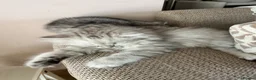 British Longhair cats for sale: British longhair cross kittens  - Advert 10