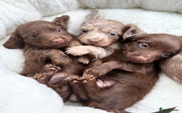 Miniature Dachshund dogs for sale: Isabella-choco long&short hair miniature dachshund - Image 11