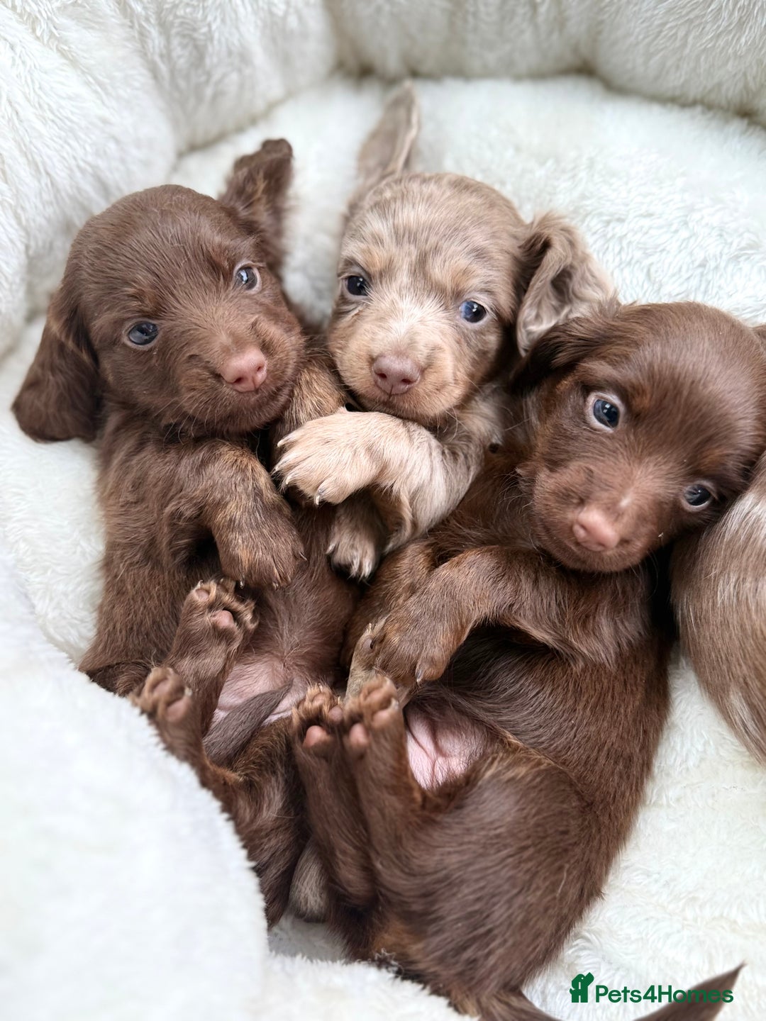 Miniature Dachshund dogs for sale: Isabella-choco long&short hair miniature dachshund - Image 11