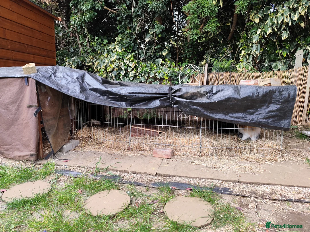 Mixed Breed rabbits for sale: Bunnies for adoption - Advert 3