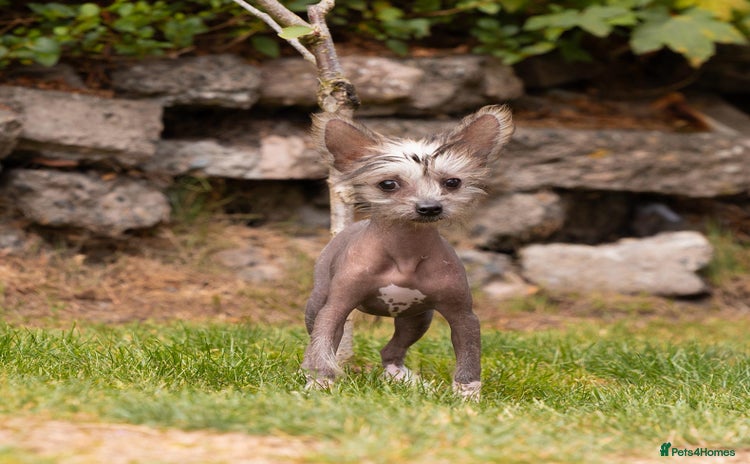Chinese Crested dogs - Advert 3