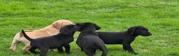 Labrador Retriever dogs for sale:  LAbrador Puppies For Sale - Advert 2