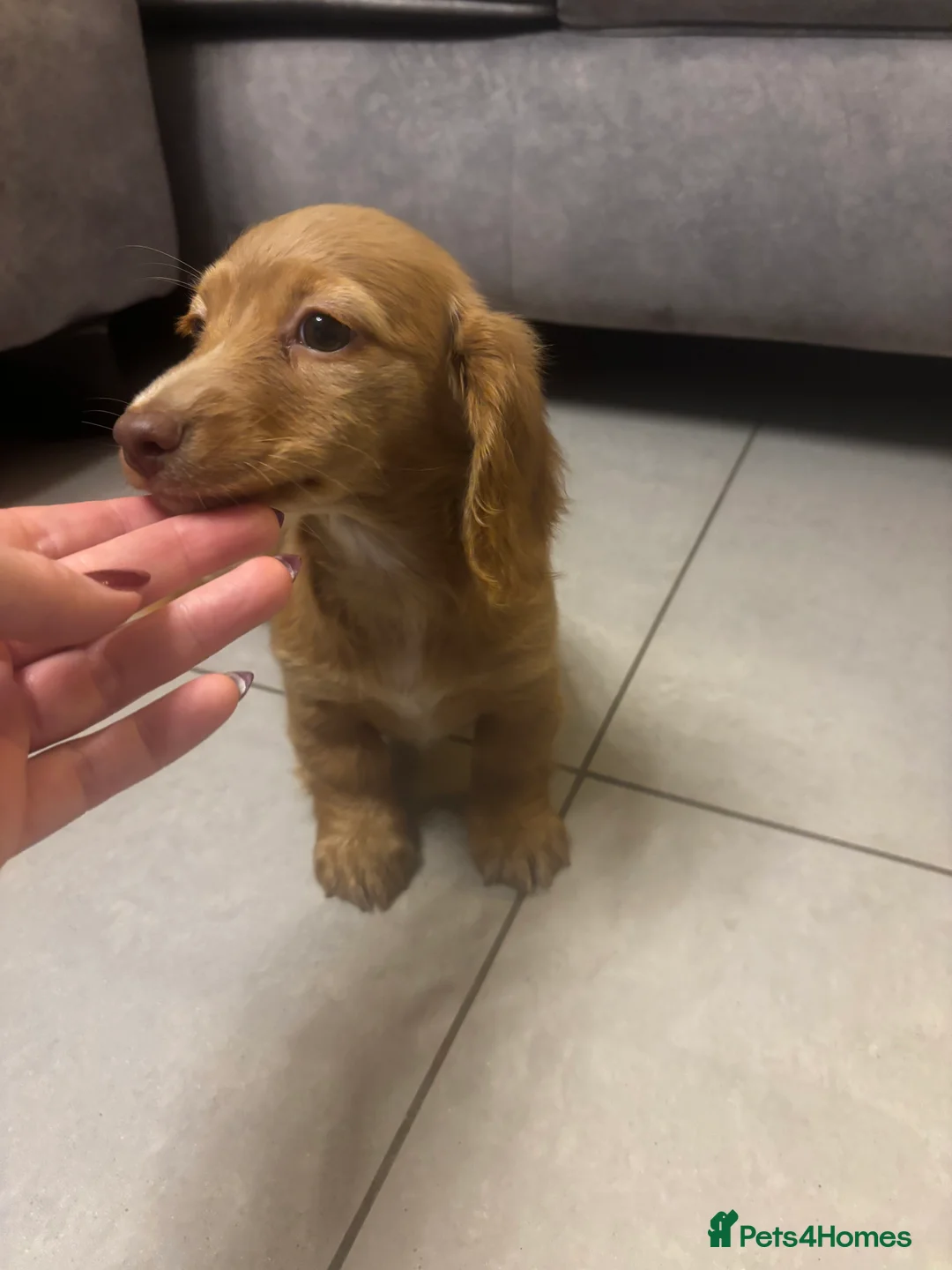 Miniature Dachshund dogs for sale: Long haired cream Puppies  - Advert 26
