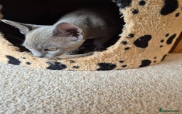 Burmese cats for sale: Gorgeous Pedigree Blue Male Burmese Kitten - Image 3