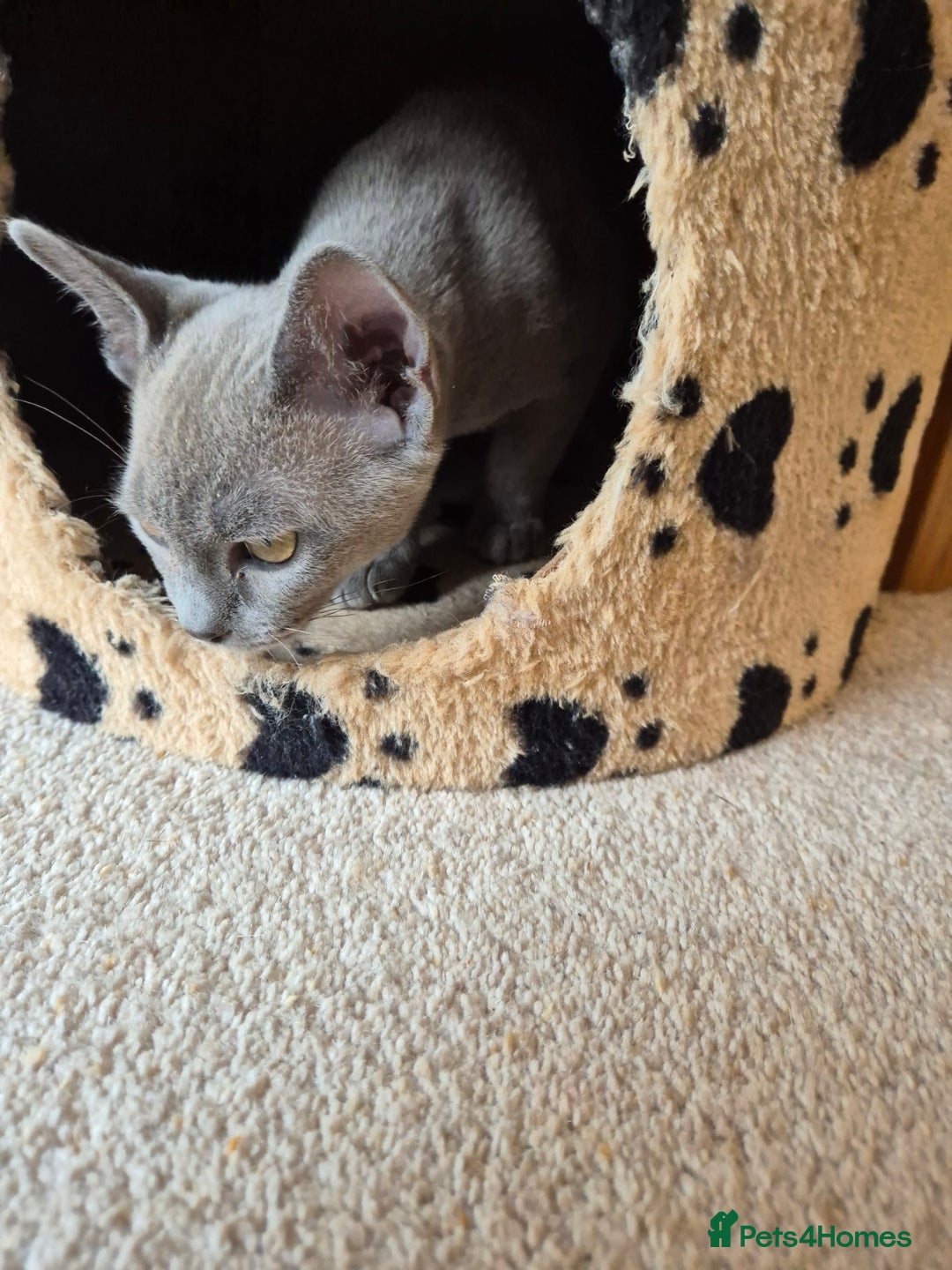 Burmese cats for sale: Gorgeous Pedigree Blue Male Burmese Kitten - Image 3