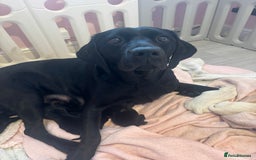 Labrador Retriever dogs for sale:  Labrador puppies - Image 2