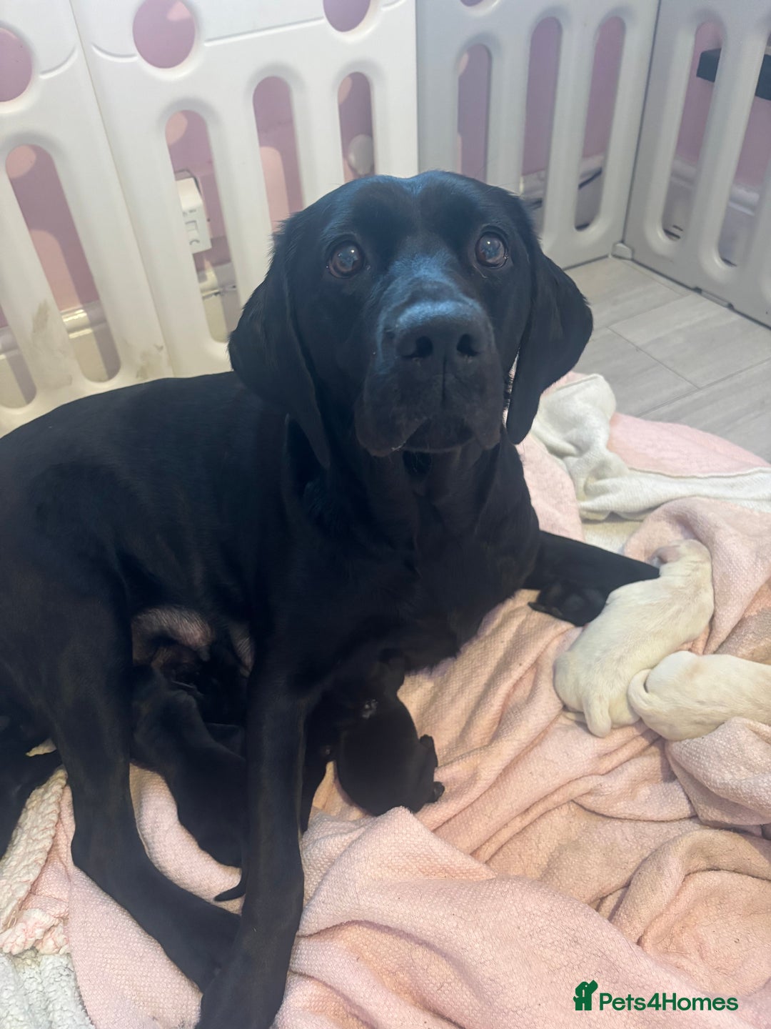Labrador Retriever dogs for sale:  Labrador puppies - Image 2