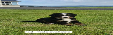 Bernese Mountain Dog 1