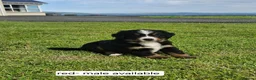Bernese Mountain Dog dogs for sale: Bernese Mountain Dog Puppies  - Advert 5
