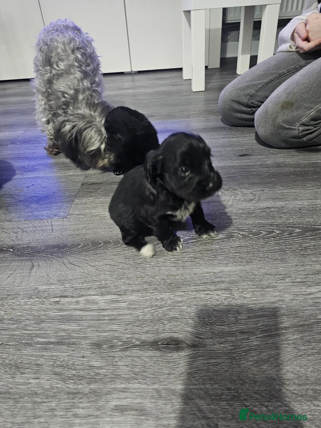 Mixed Breed dogs for sale:  **  Toy yorkipoo  - Advert 21