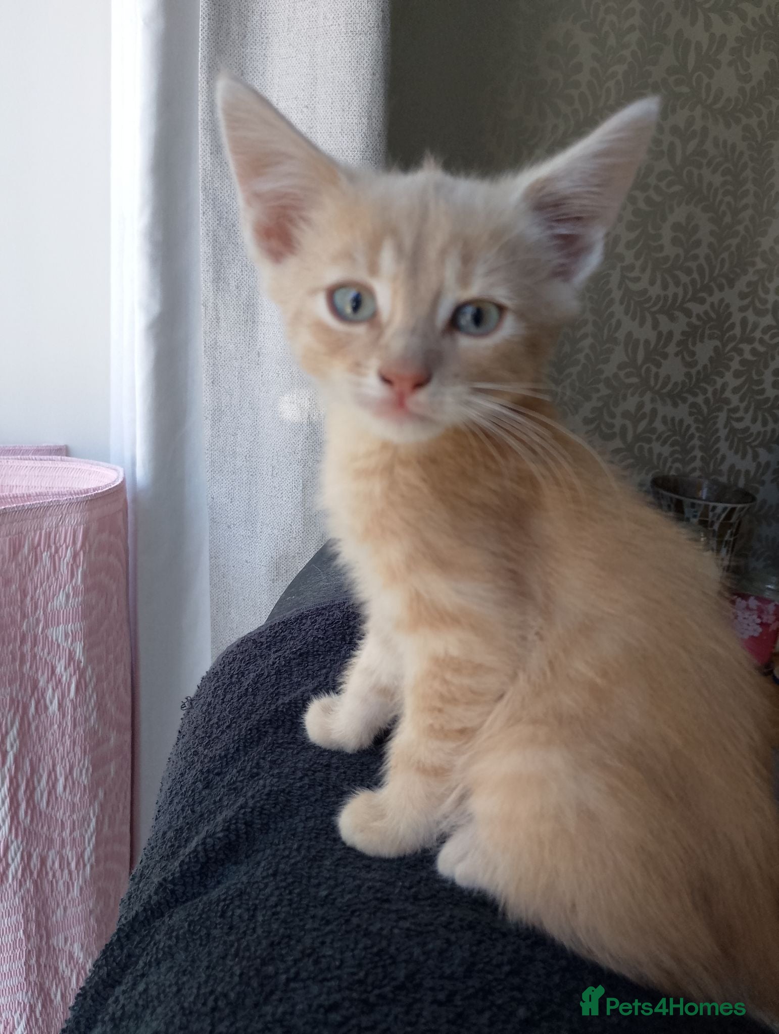 Maine Coon cats Maine Coon Cross Kittens - Advert 11