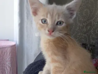 Maine Coon cats Maine Coon Cross Kittens - Advert 11
