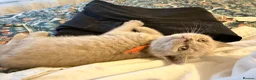 British Shorthair cats for sale: Tica registered BSH kittens - Advert 5