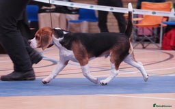 Beagle dogs for stud: Winner at Crufts 2025! in Tonbridge - Image 20