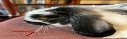 Mini Lop rabbits for sale: Lovely Mini Lop Babies - Advert 30