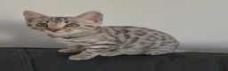 Bengal cats for sale: Outstanding Tica registered pure bengal kitten's - Advert 30