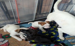 Mixed Breed dogs for sale: F1 jackcain  - Advert 12