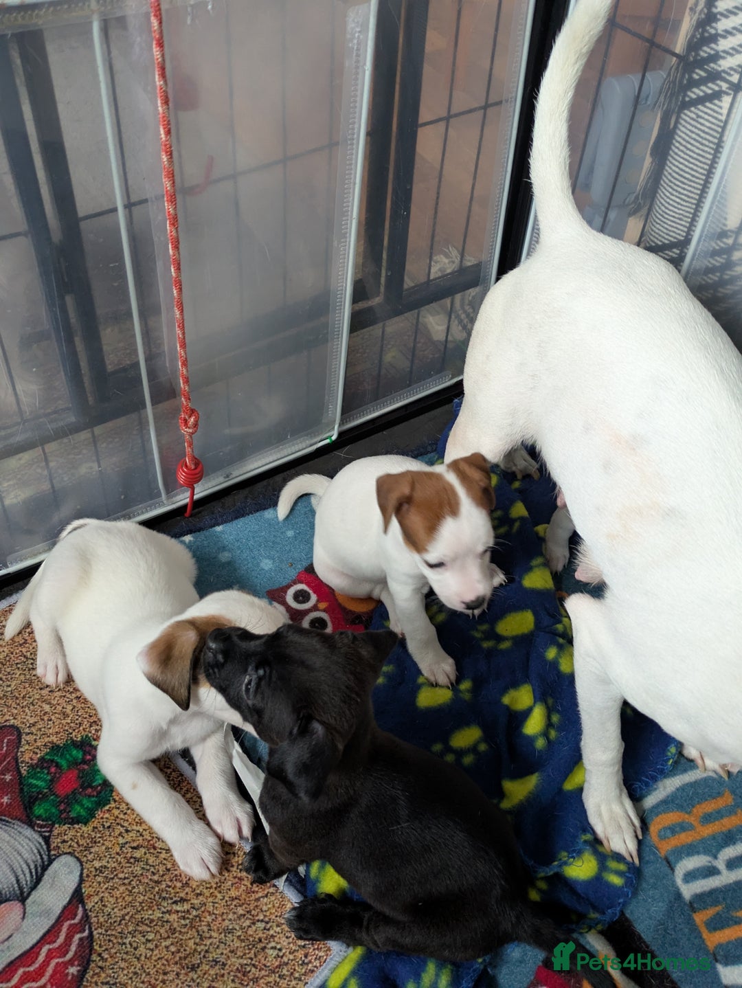 Mixed Breed dogs for sale: F1 jackcain  - Advert 12