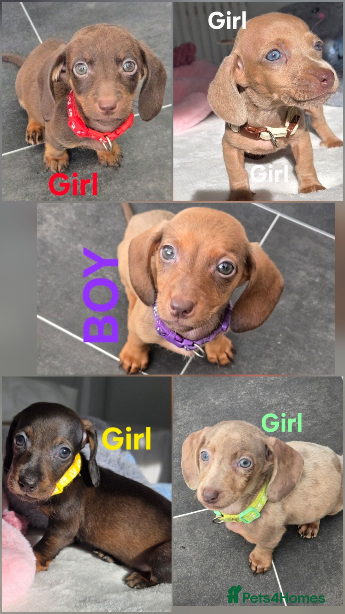 Miniature Dachshund dogs 🤎 Gorgeous Daxies_Mini Dachshunds 🤎 - Advert 6