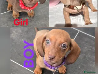 Miniature Dachshund dogs 🤎 Gorgeous Daxies_Mini Dachshunds 🤎 - Advert 6