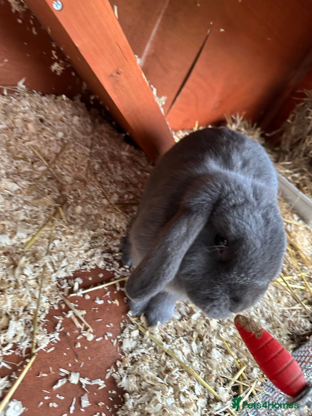 Mini Lop rabbits for sale: 2 female bonded mini lops for sale  - Advert 10