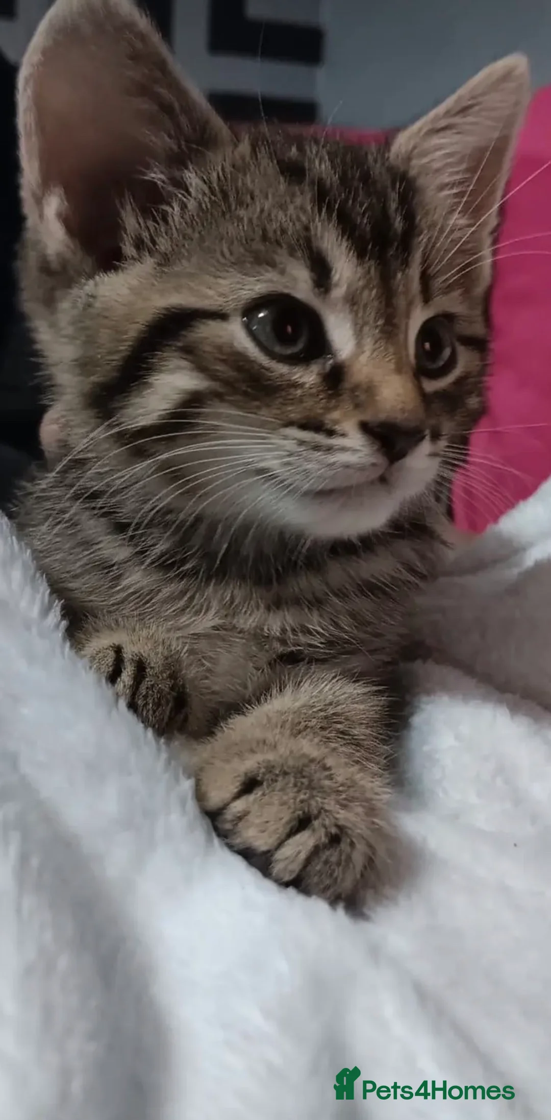 Mixed Breed cats for sale: 1 year old half maincoon and half tabby  - Advert 2