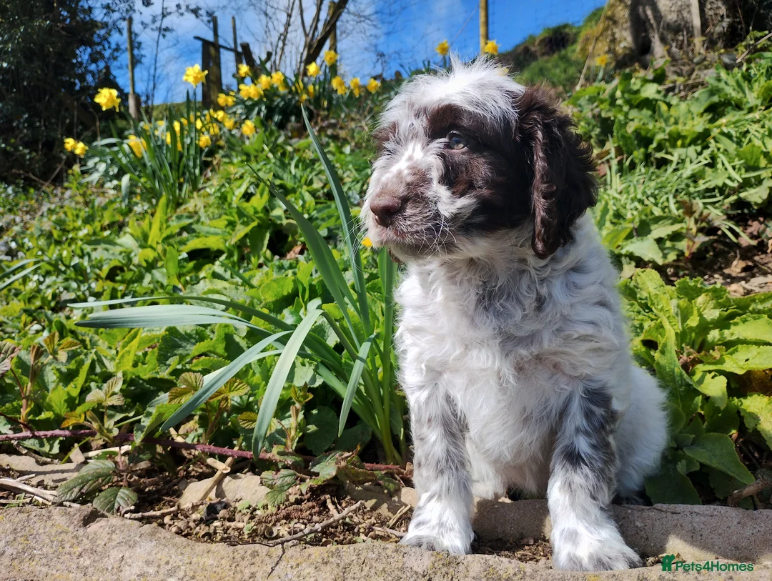 Cockapoo dogs for sale: Cockapoo Puppies F1  - Advert 1