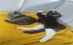 Mixed Breed cats for sale: 2 Kittens  - Image 9
