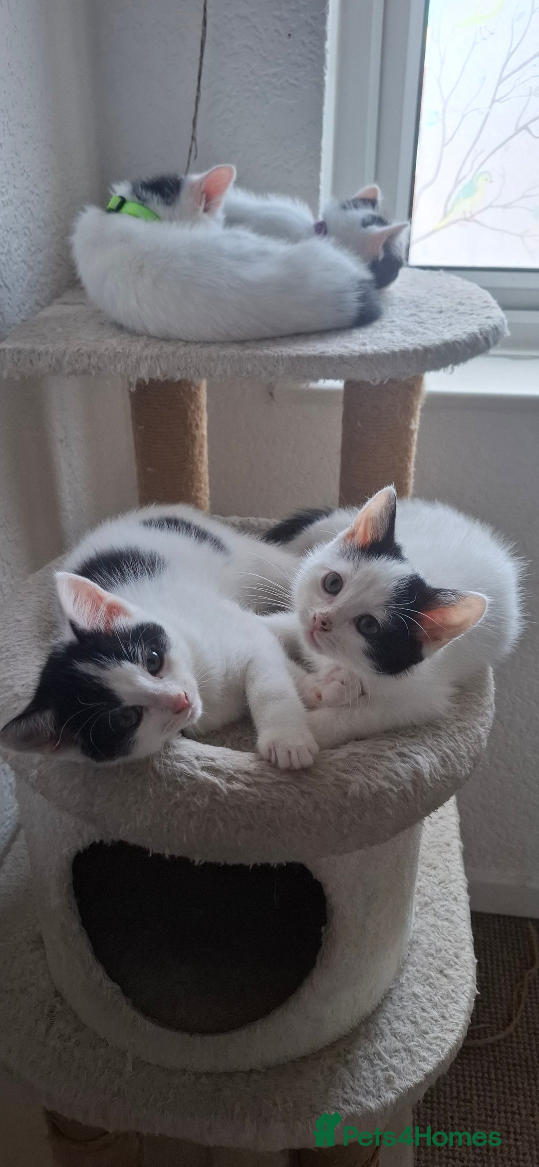 Mixed Breed cats for sale: Cute Furry Friends Ready to find new home. - Image 16