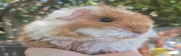 Guinea Pig rodents for sale: 2 x sheltie 1 x texel all boys.  - Advert 3