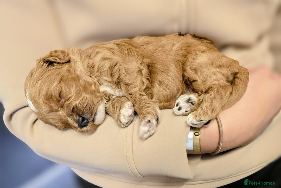 Cockapoo dogs for sale: GENUINE F1B COCKAPOO PUPPIES  - Image 21