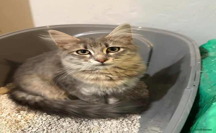 Mixed Breed cats - Advert 4