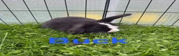 Mini Lop rabbits for sale: Mini lop rabbits looking for new home  - Advert 7