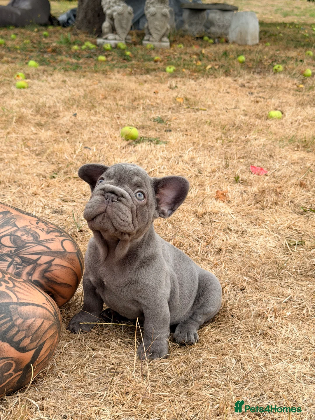 French Bulldog dogs for sale: Beautiful Theo the French bulldog  - Advert 2
