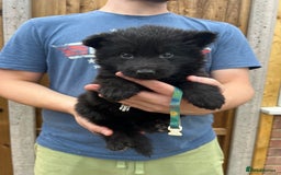 German Shepherd dogs for sale: KC FEMALE GSD PUPPIES - Image 17