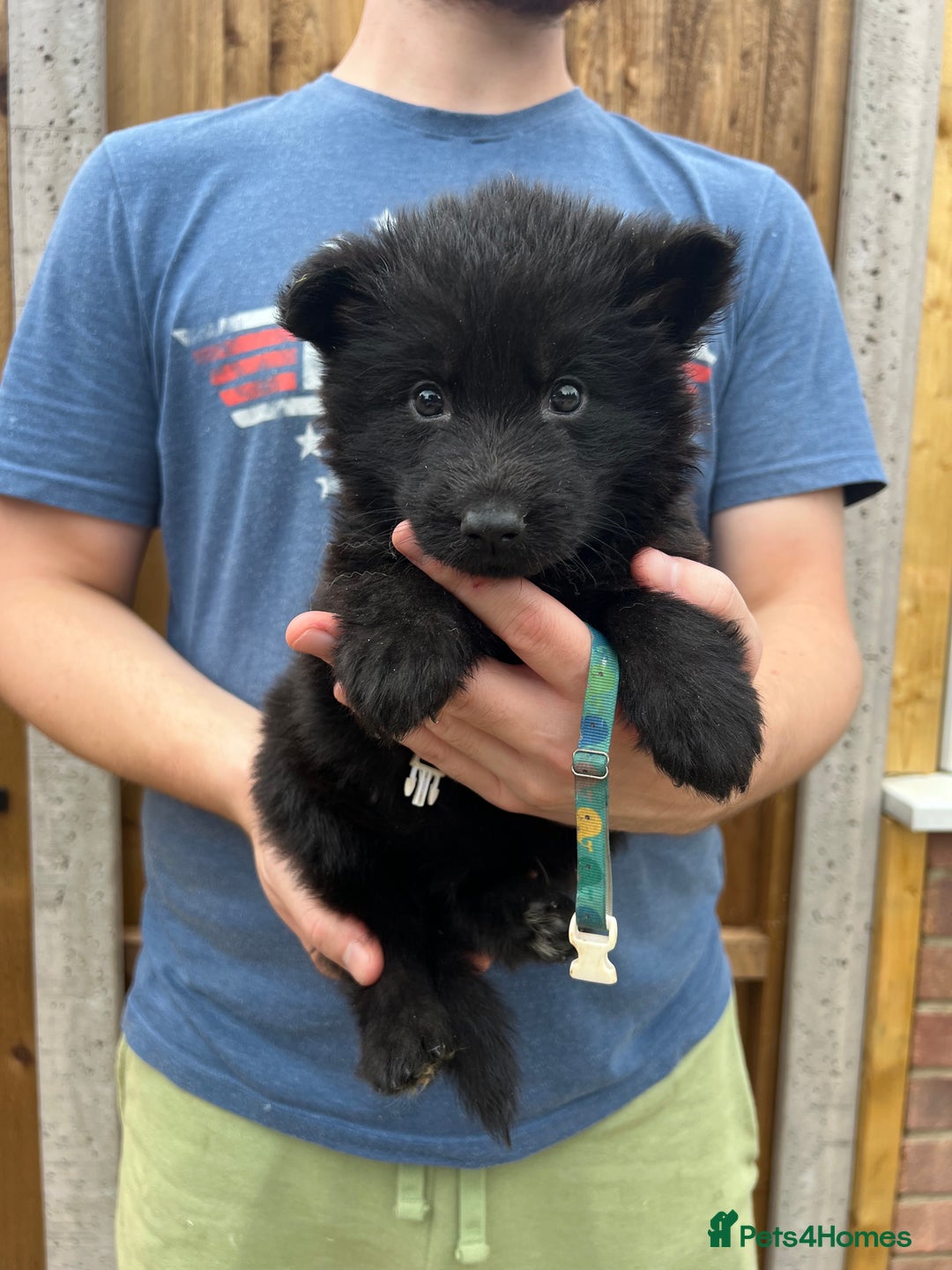 German Shepherd dogs for sale: KC FEMALE GSD PUPPIES - Image 17