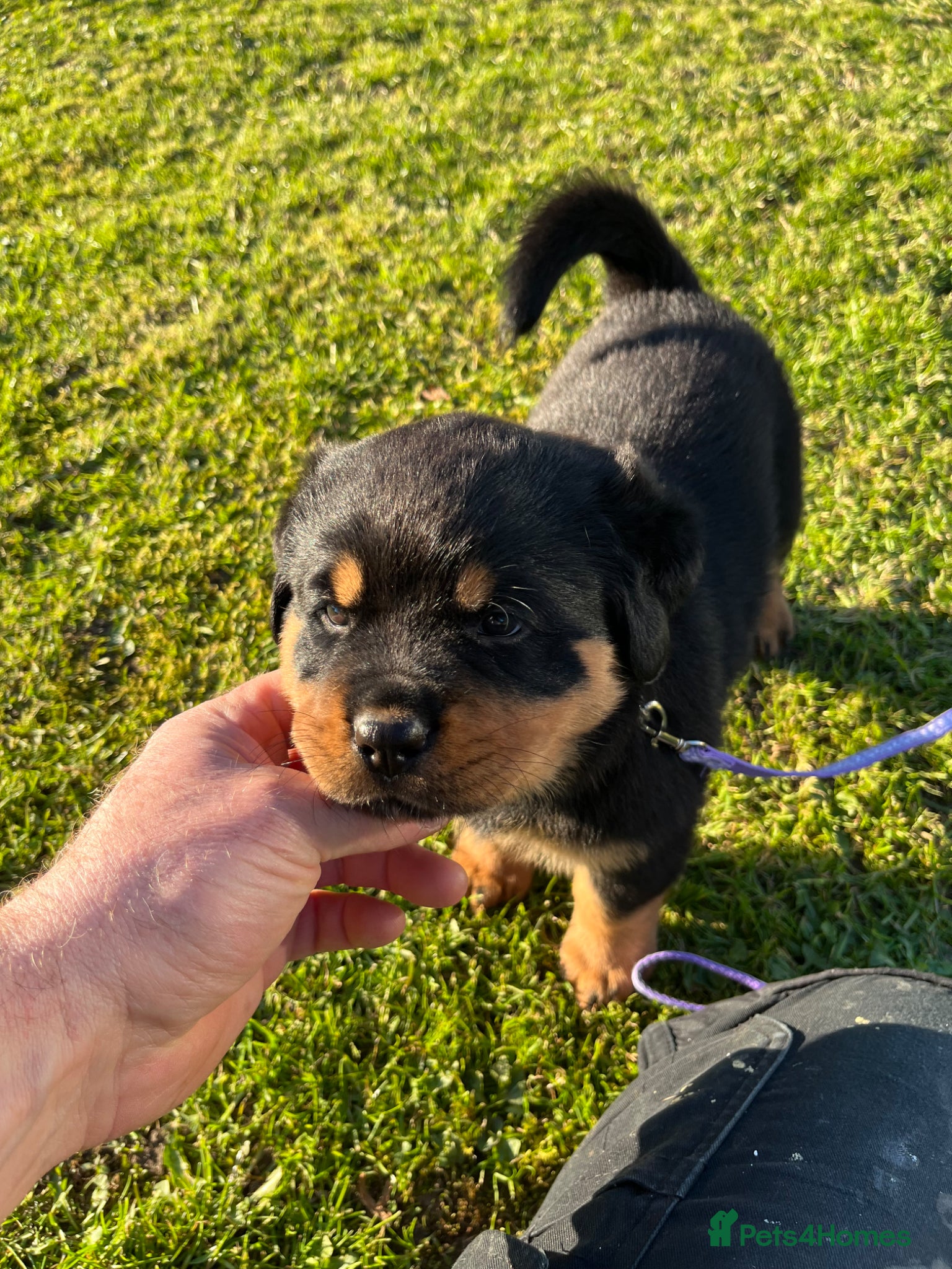 Rottweiler dogs Rottweiler puppies - KC Registered. - Advert 1