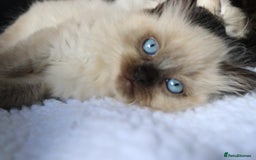Ragdoll cats for sale: Healthy Kitten Fully Vaccinated Litter Box Trained - Image 9