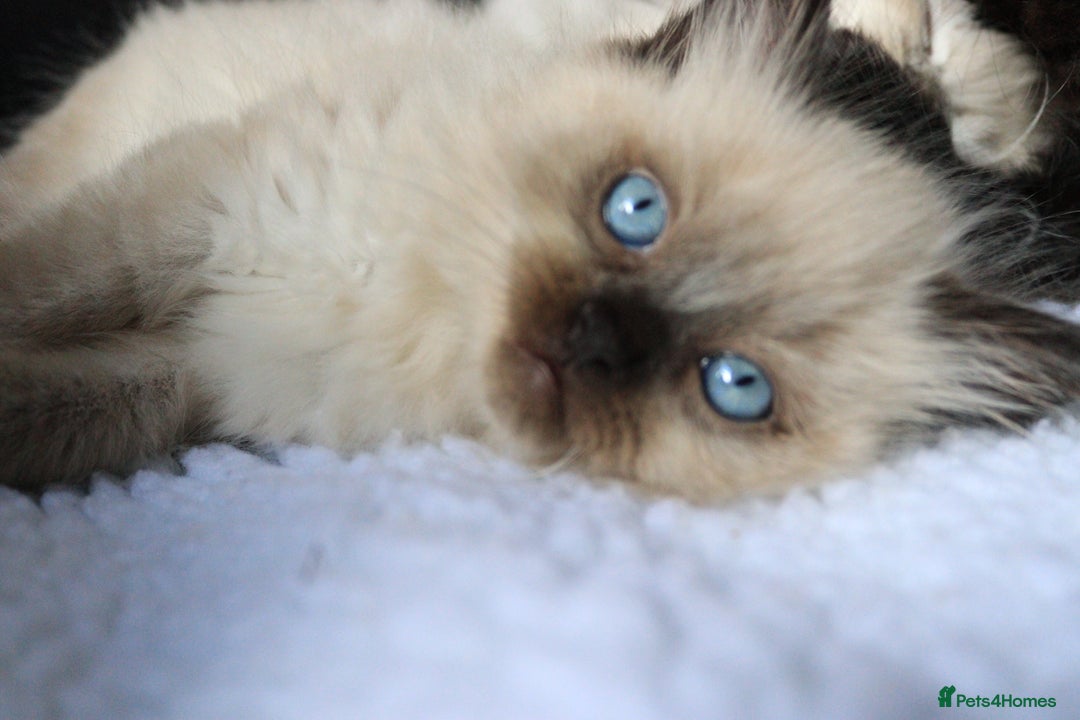 Ragdoll cats for sale: Healthy Kitten Fully Vaccinated Litter Box Trained - Image 9