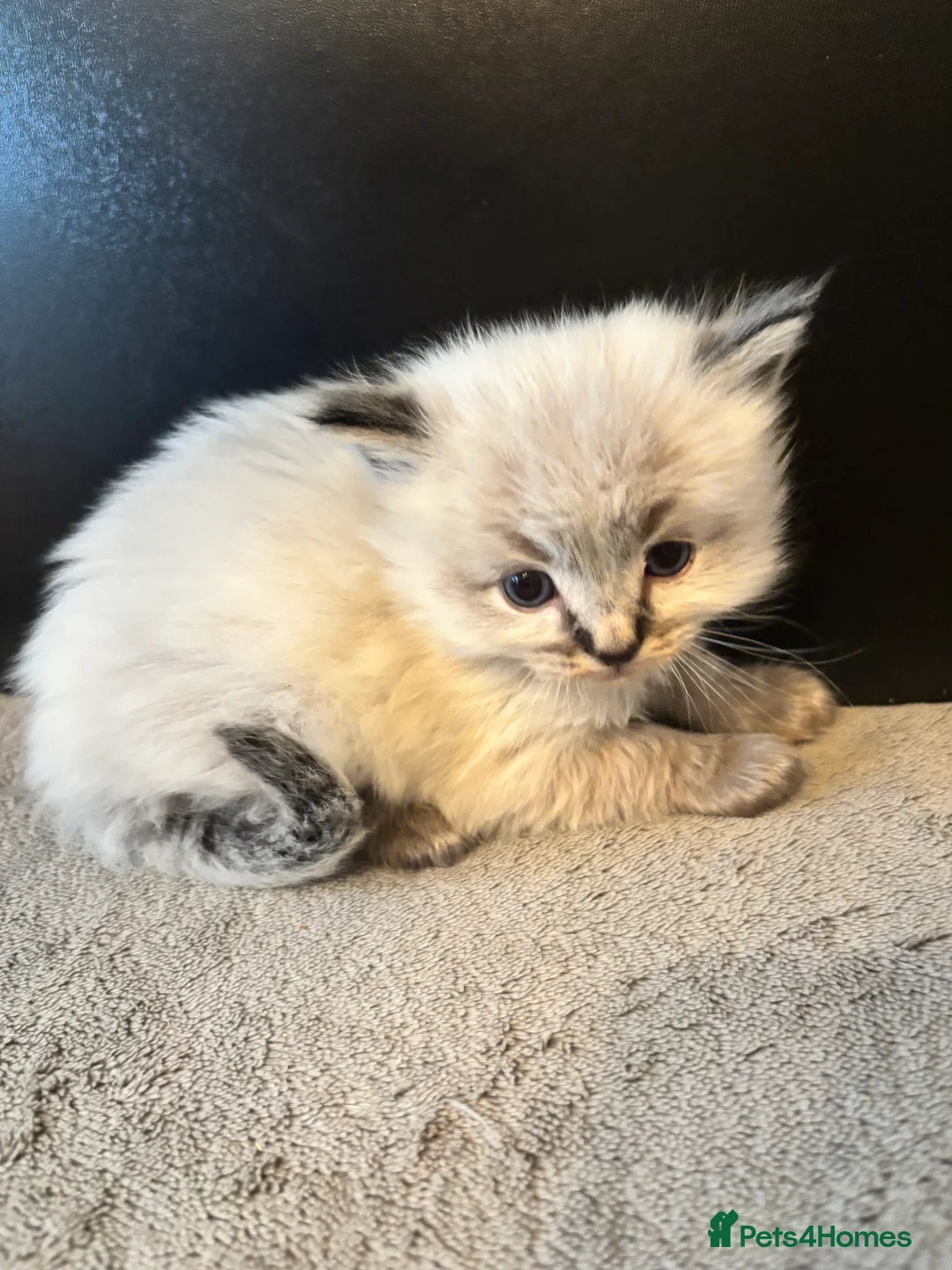 Ragdoll cats for sale: LAST GIRL.BOY Gorgeous Lynx ragdolls ready soon  - Advert 2