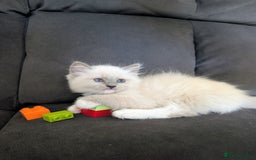 Ragamese cats for sale: 🐾💎Ragdoll X Siamese (Ragamese) Kittens💎🐾 - Image 25