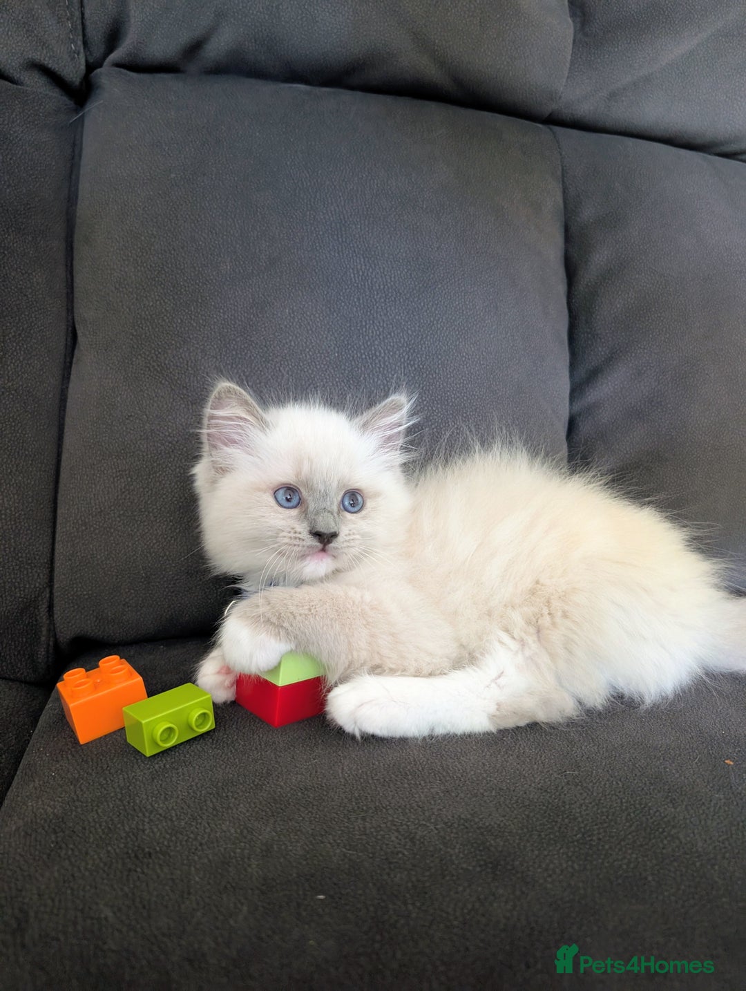 Ragamese cats for sale: 🐾💎Ragdoll X Siamese (Ragamese) Kittens💎🐾 - Image 25