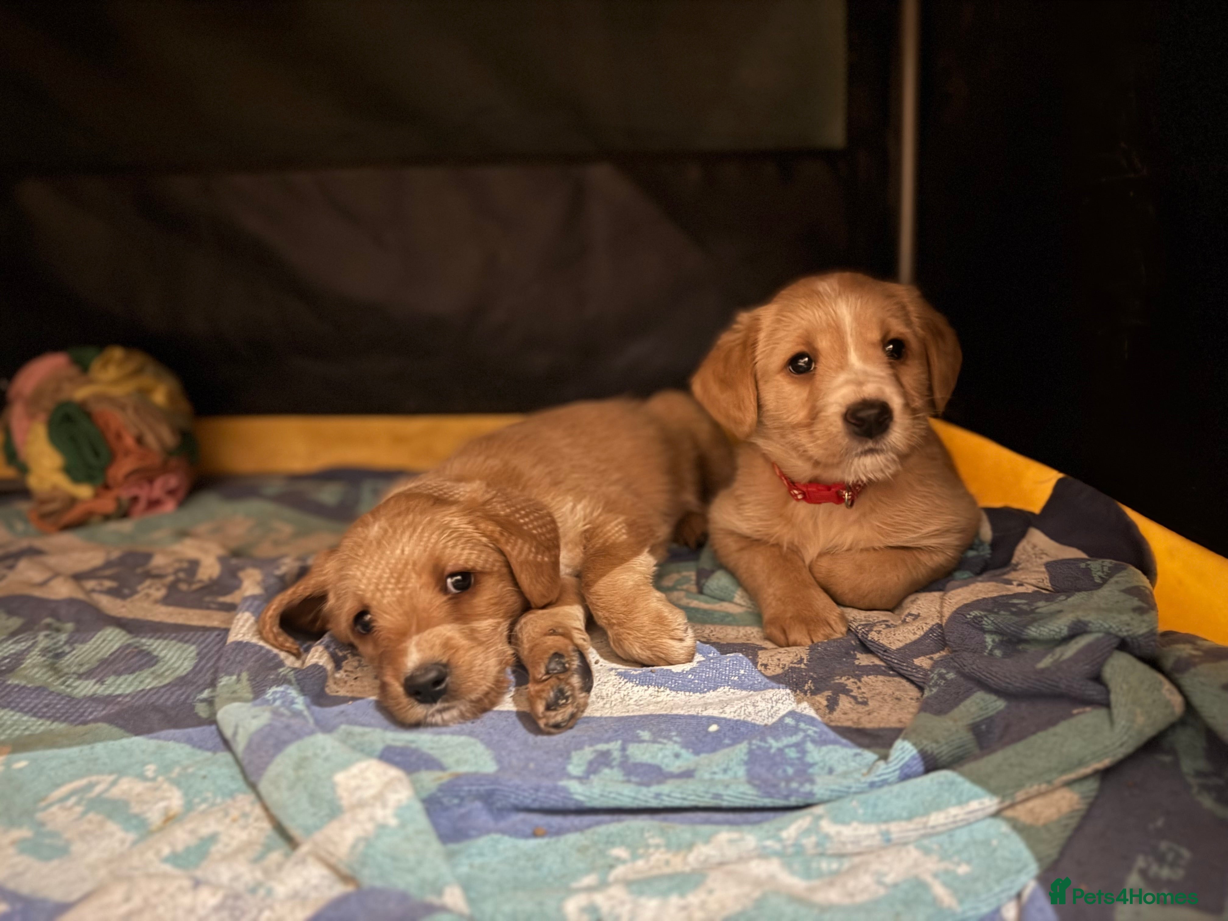 Labradoodle dogs Labradoodle F1 Puppies Health Tested Parents   - Advert 4
