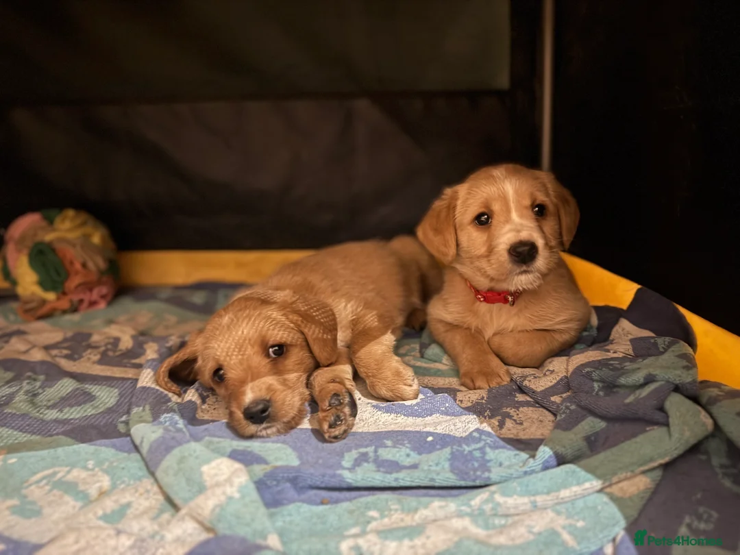 Labradoodle dogs for sale: Labradoodle F1 Puppies Health Tested Parents   - Advert 1