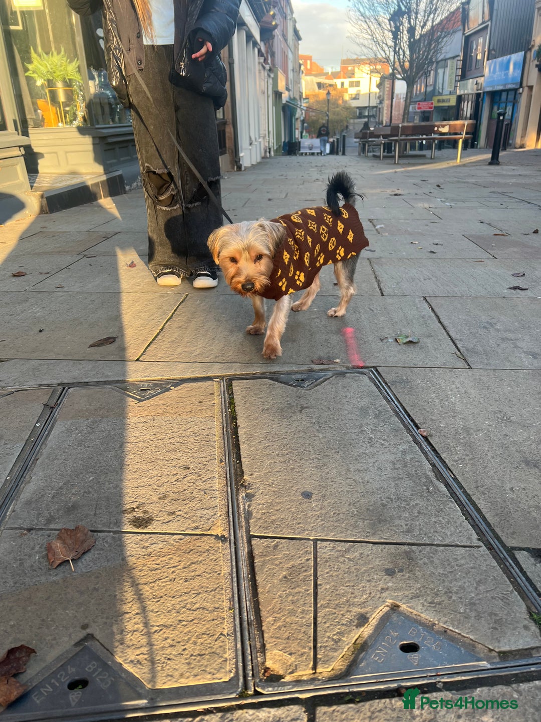 Yorkshire Terrier dogs for sale: Yorkshire terrier  - Advert 5